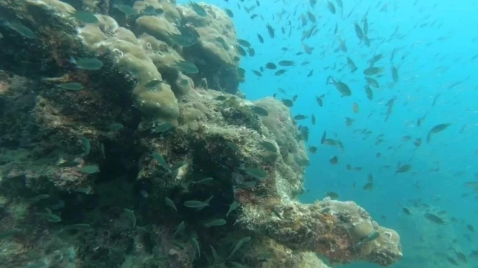 “พล.ร.ท.พิชัย” โต้ปม นทท.หนีคราบน้ำมันรั่วเกาะเสม็ด ยันไม่ได้รับผลกระทบ