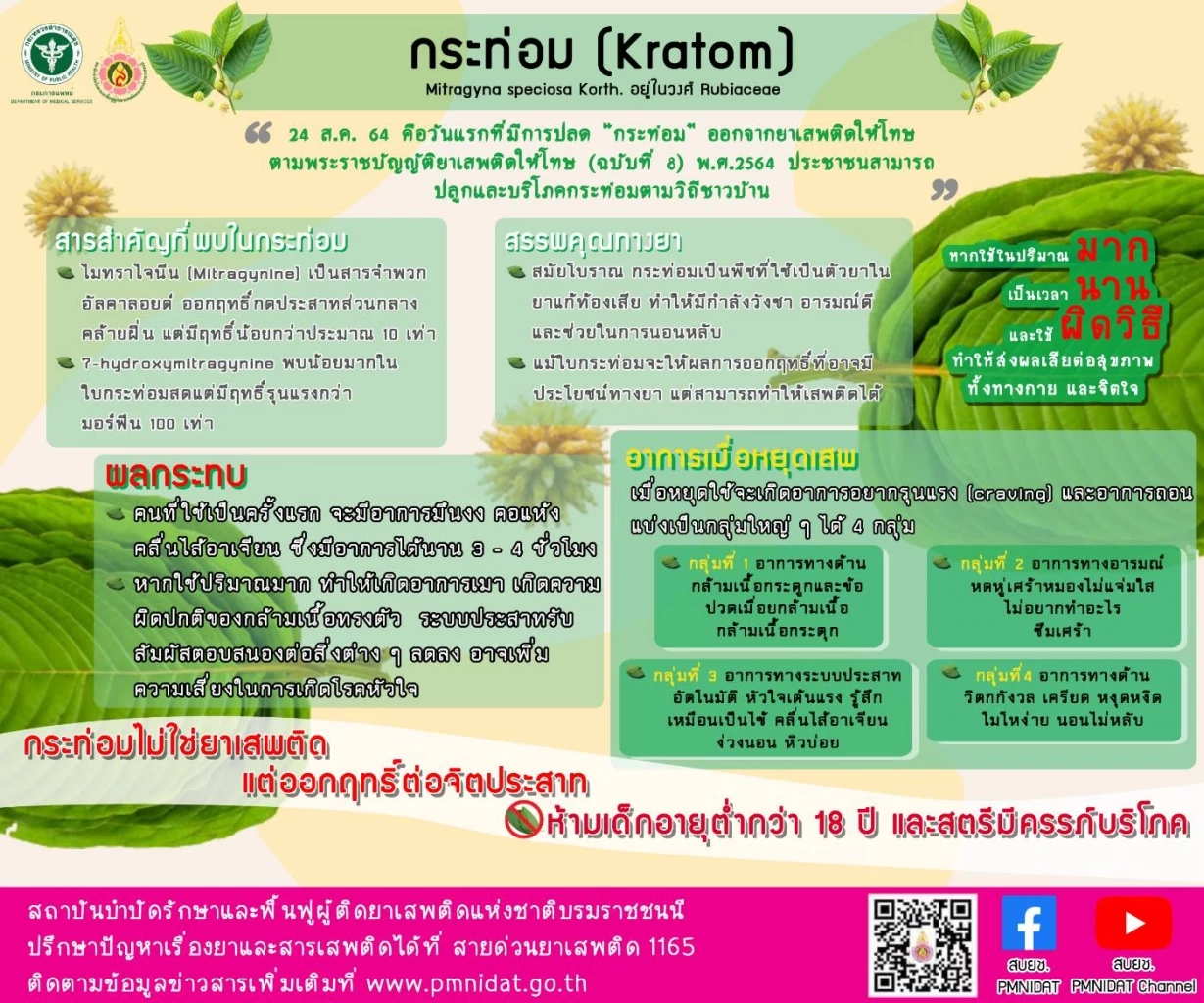 "กรมการแพทย์" ออกโรงเตือนชาว “พลังใบ”  ห้ามกิน "กระท่อม” เกินวันละ 5 ใบ