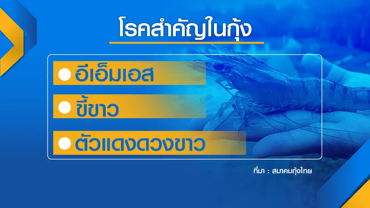 3 โรคระบาด 'กุ้ง' ฉุดผลผลิตวูบกว่า 5 แสนล้าน