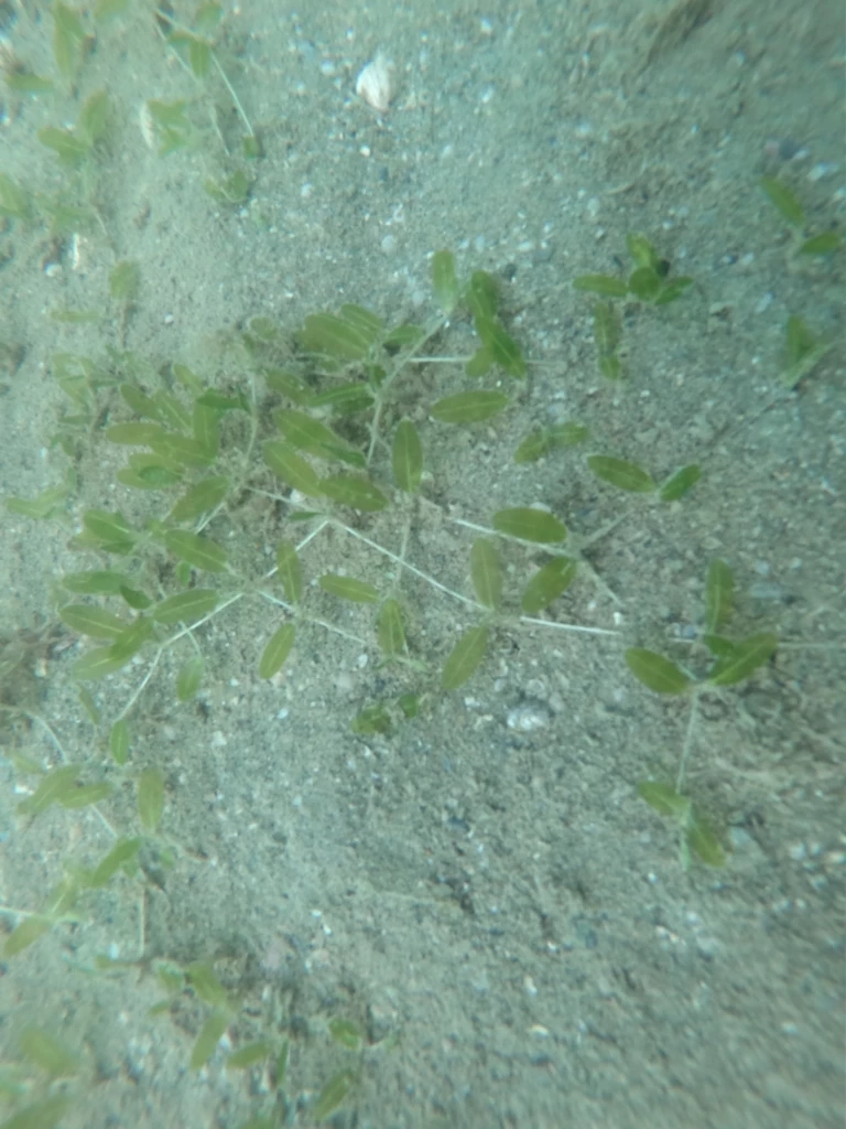 สำรวจสิ่งมีชีวิตใต้ทะเล ไม่พบคราบน้ำมัน-สภาพแวดล้อมใต้ทะเลปกติ