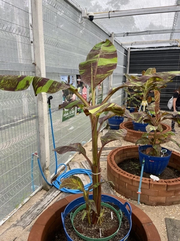 ฮือฮา! นายพลดังแลกคอนโดหรู 3 ล้านกับกล้วยด่าง ชาวเน็ตจี้สอบทรัพย์สิน