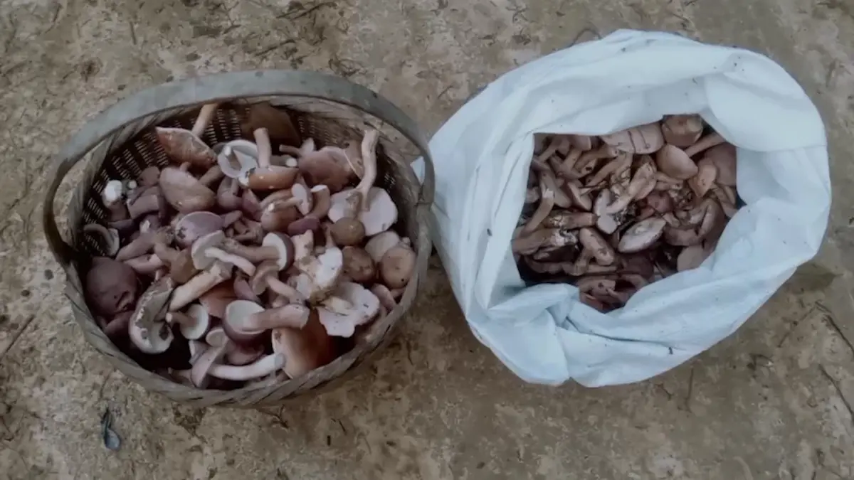 'เห็ดยูคาลิปตัส' ทำรายได้ 1,500 บาท/วัน
