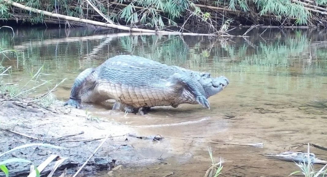 &quot;จระเข้น้ำจืด&quot;