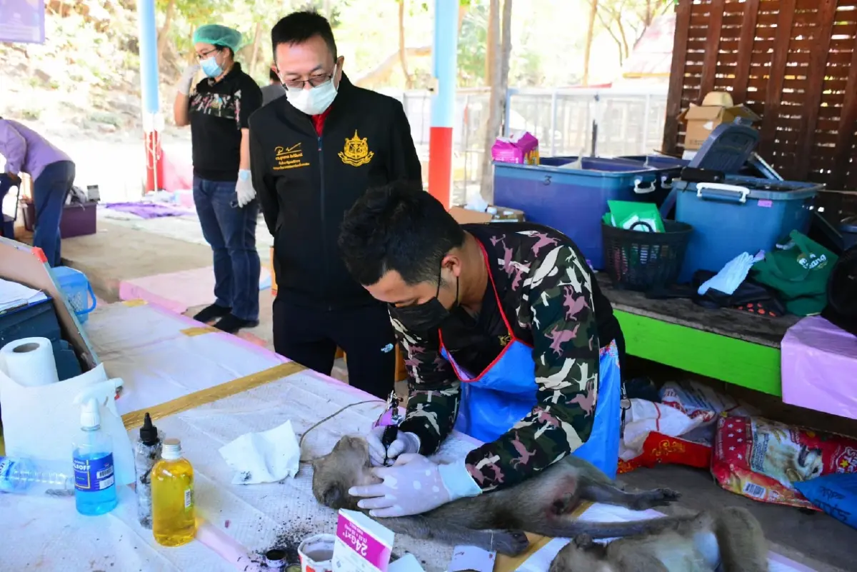 พบลิงแสมเผือกขณะจับลิงทำหมันควบคุมประชากร ที่วัดเขาพรหมชะแง้ อ.บ้านลาด
