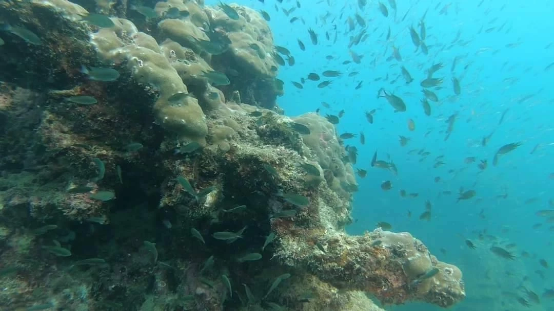 พื้นที่ใต้ทะเลรอบเกาะเสม็ดปลอดภัย ฉก.กร.642 ชี้  ไม่พบผลกระทบจากน้ำมันรั่ว