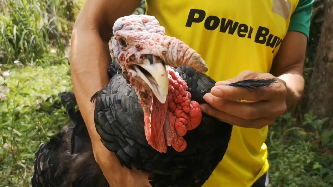 เลี้ยง 'ไก่งวงไก่สวยงาม' ทำเงิน 3 หมื่น/เดือน