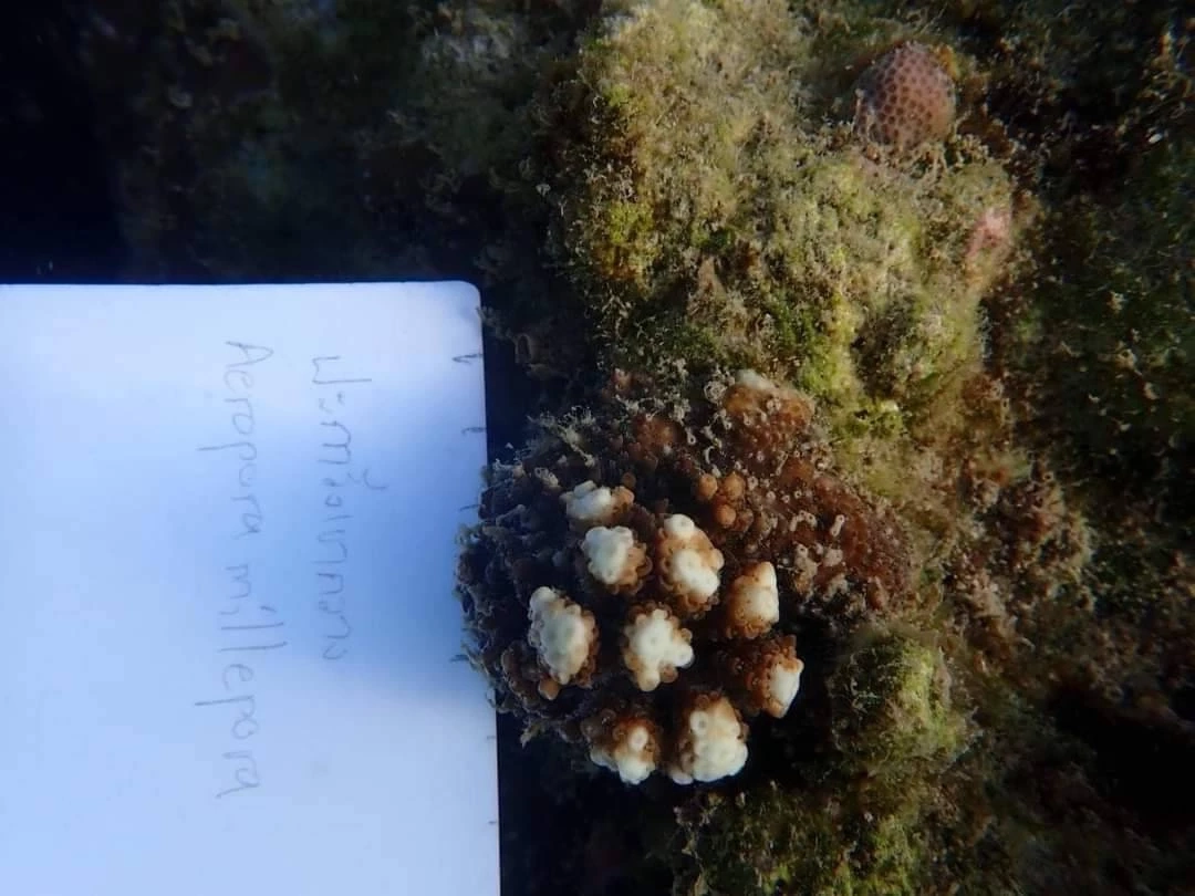 พื้นที่ใต้ทะเลรอบเกาะเสม็ดปลอดภัย ฉก.กร.642 ชี้  ไม่พบผลกระทบจากน้ำมันรั่ว