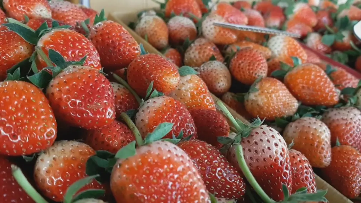 'สตรอว์เบอร์รี' สะเมิง โกยเงินกว่า 360 ล้าน