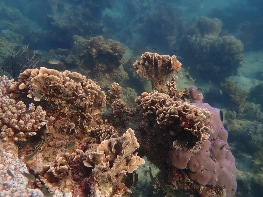 พื้นที่ใต้ทะเลรอบเกาะเสม็ดปลอดภัย ฉก.กร.642 ชี้  ไม่พบผลกระทบจากน้ำมันรั่ว