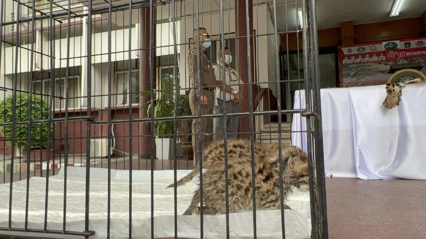 ตำรวจ ปทส. จับแก๊งค้าสัตว์ป่าและซาก พร้องของกลางจำนวนมากที่กาญจนบุรี