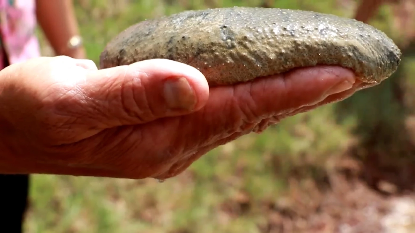 ปลิงทะเลตากแห้งราคาพุ่งกว่า 6 พันบาท/กก.