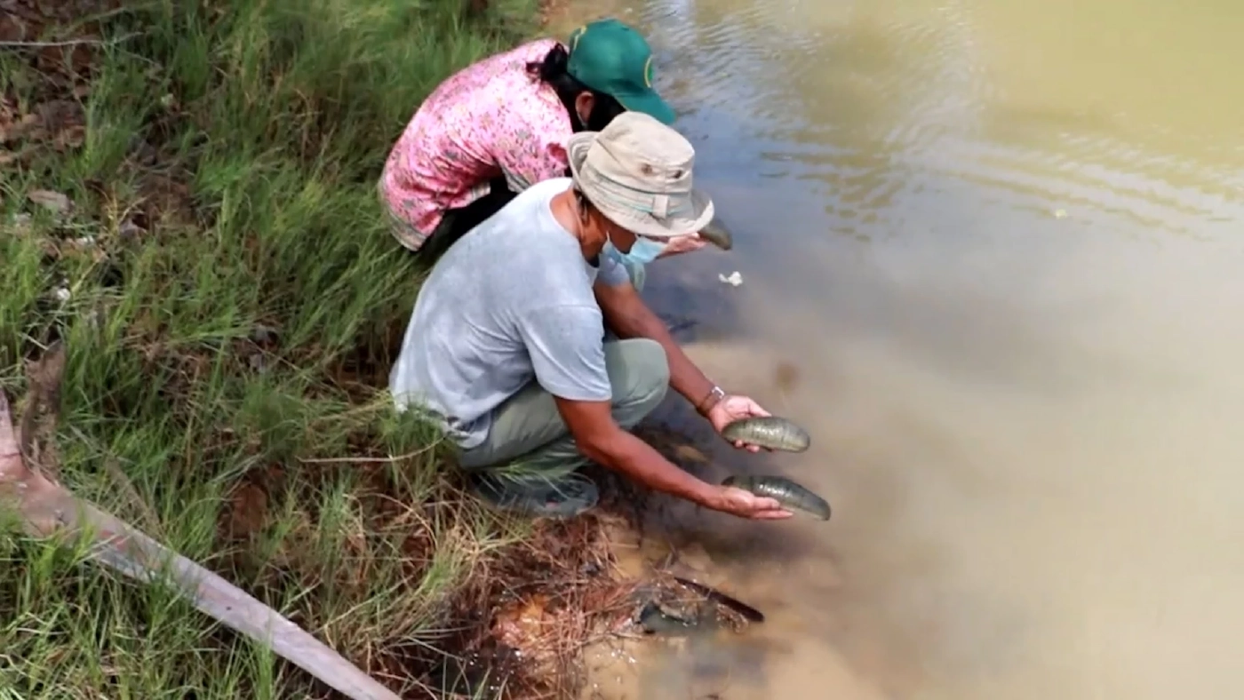 ปลิงทะเลตากแห้งราคาพุ่งกว่า 6 พันบาท/กก.