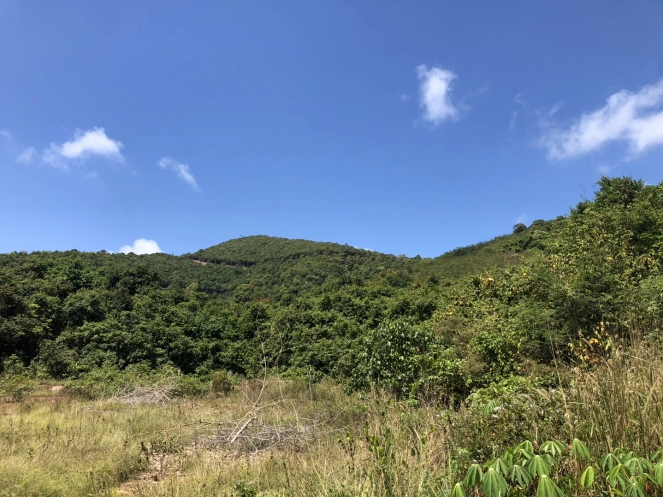 กรมศิลป์ฯแจ้งความกลุ่มทุนแผ้วถางโบราณสถานเมืองเก่าสงขลา