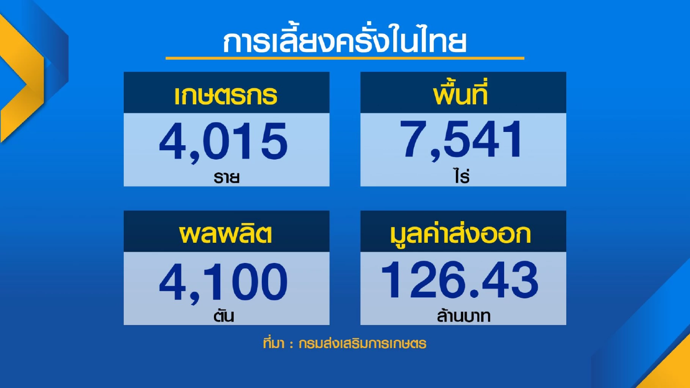 กรมส่งเสริมการเกษตร ดันเลี้ยง ‘ครั่ง’ ป้อนตลาดโลก