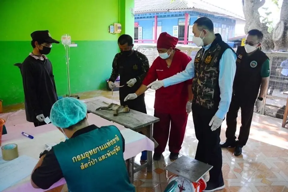 เพชรบุรีควบคุมประชากรลิงแสม ลดผลกระทบท่องเที่ยว ป้องกันแพร่โรคสู่คน