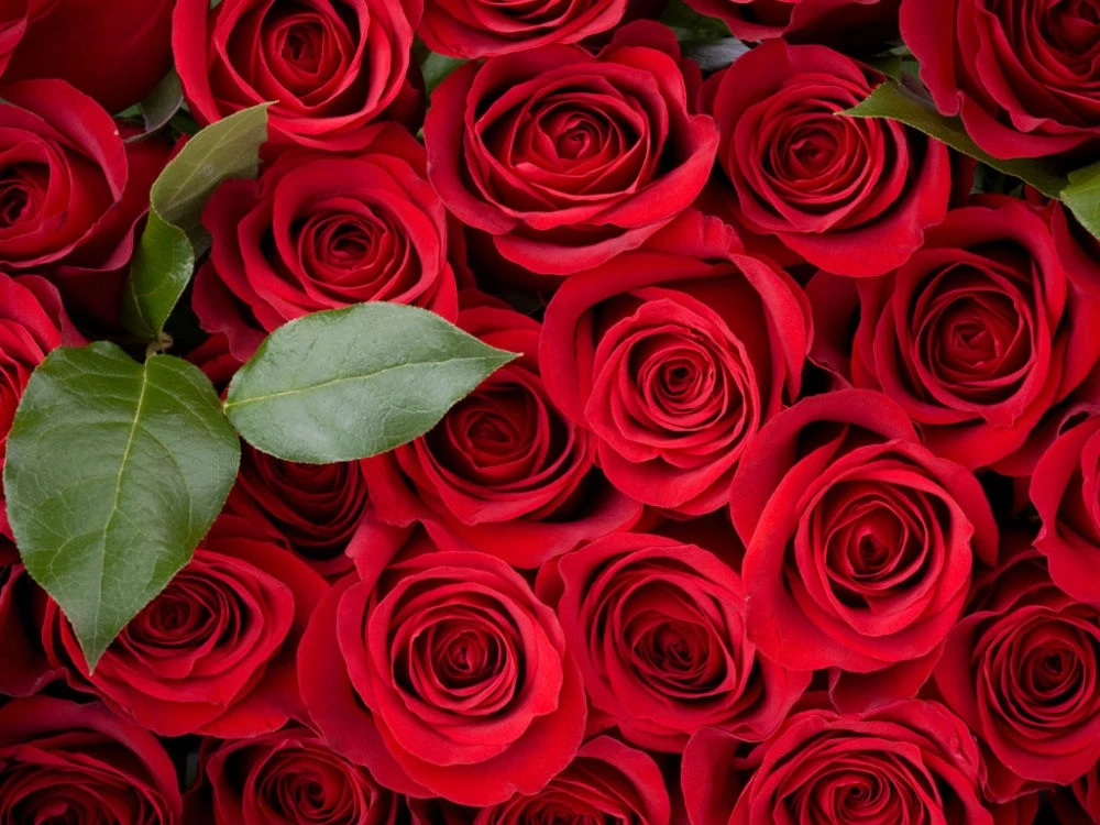 เปิด 7 แอปหาคู่ โหลดด่วน ตัวช่วยคนโสด ช่วงวาเลนไทน์นี้