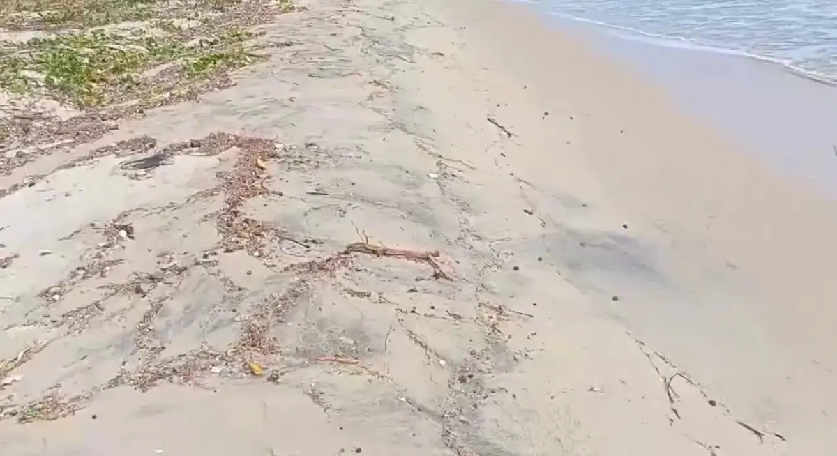 ล่าสุด สถานการณ์น้ำมันรั่วในทะเลระยอง พบ คราบเขม่าสีดำเกลื่อนหาดแม่รำพึง