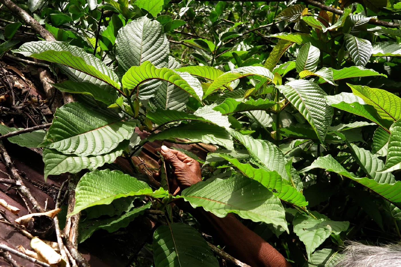 "กรมการแพทย์" ออกโรงเตือนชาว “พลังใบ”  ห้ามกิน "กระท่อม” เกินวันละ 5 ใบ