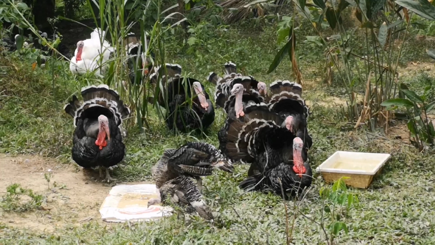 เลี้ยง 'ไก่งวงไก่สวยงาม' ทำเงิน 3 หมื่น/เดือน