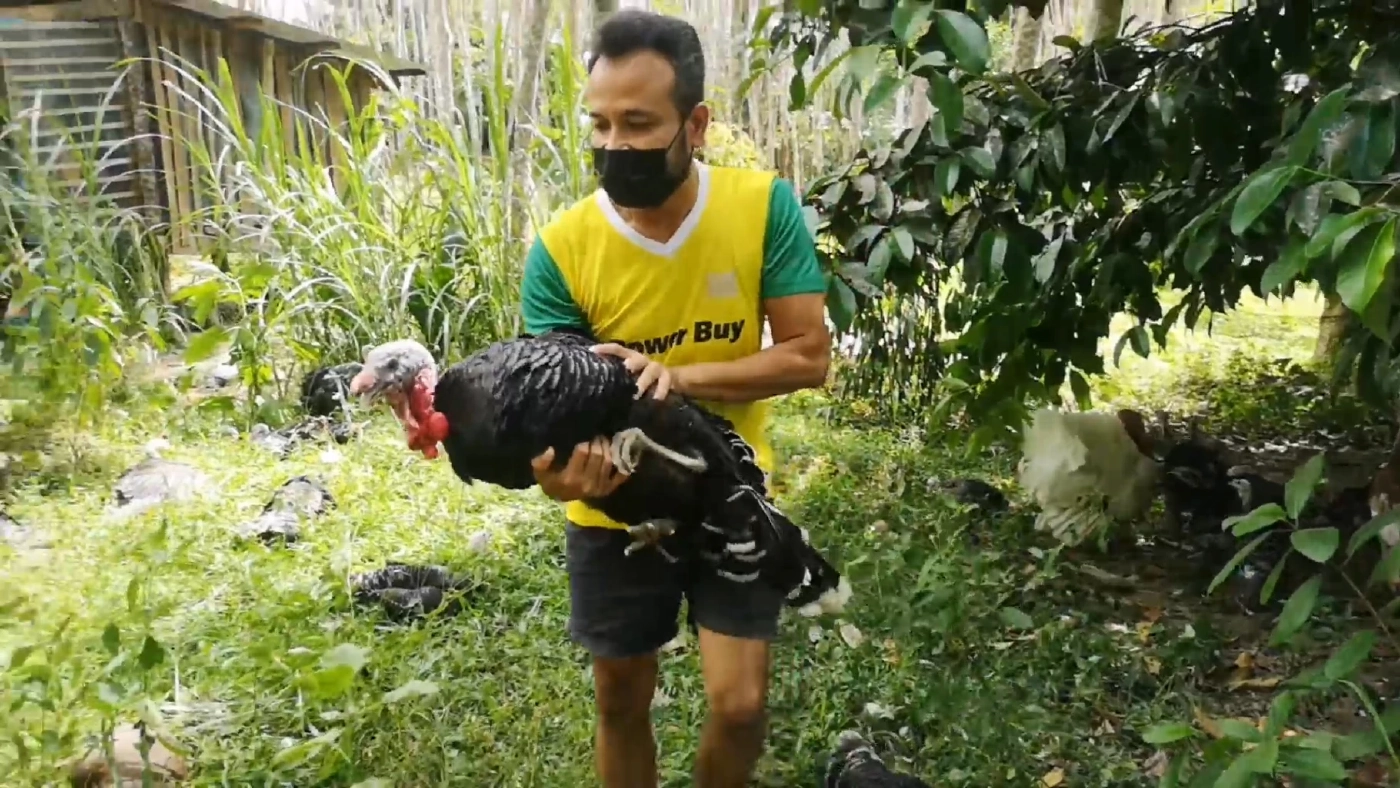 เลี้ยง 'ไก่งวงไก่สวยงาม' ทำเงิน 3 หมื่น/เดือน