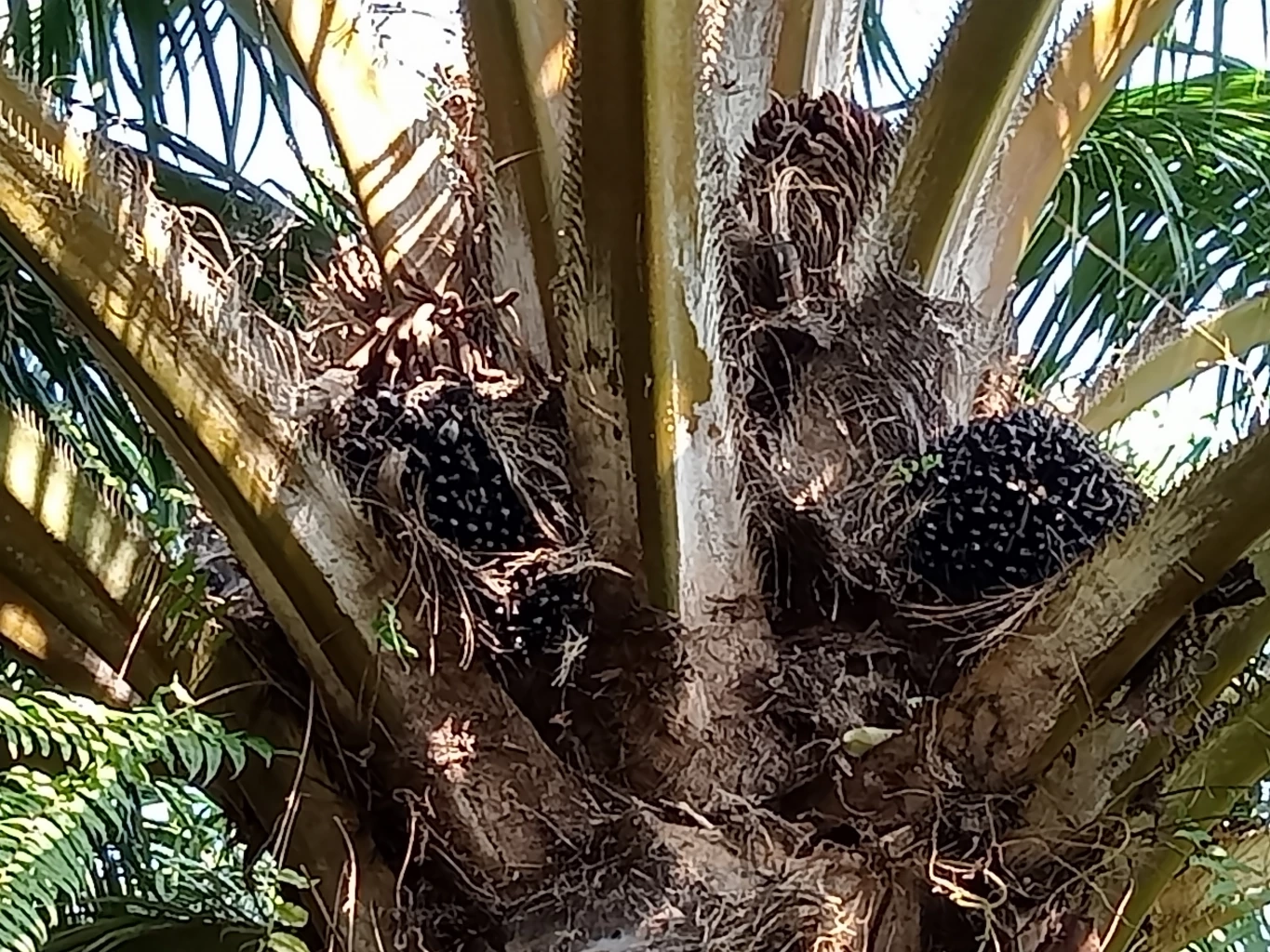 ครม. เคาะ 7,660 ล้านบ. ประกันรายได้เกษตรกรชาวสวนปาล์มน้ำมัน