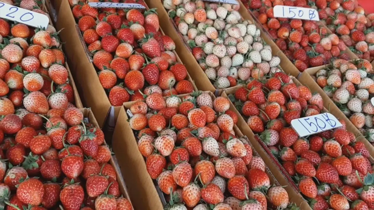 'สตรอว์เบอร์รี' สะเมิง โกยเงินกว่า 360 ล้าน