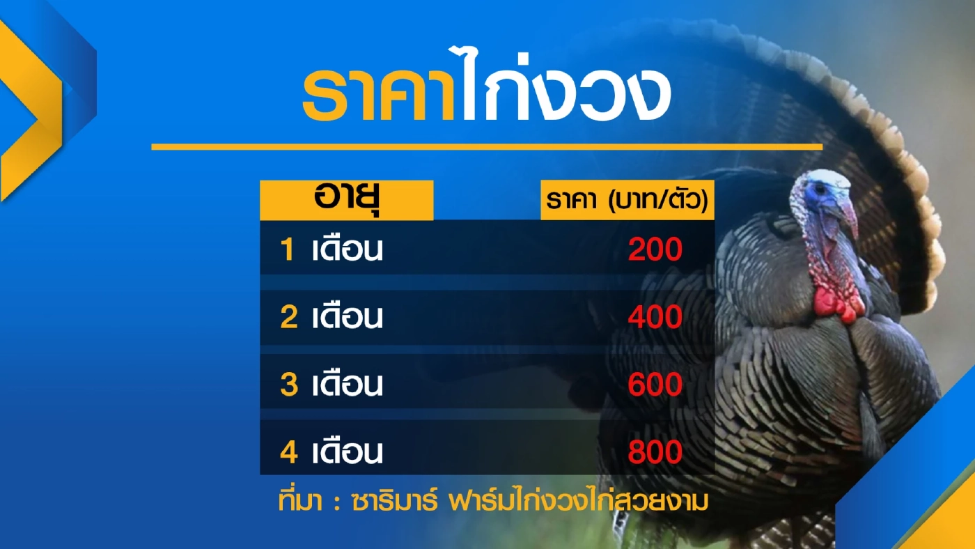 เลี้ยง 'ไก่งวงไก่สวยงาม' ทำเงิน 3 หมื่น/เดือน