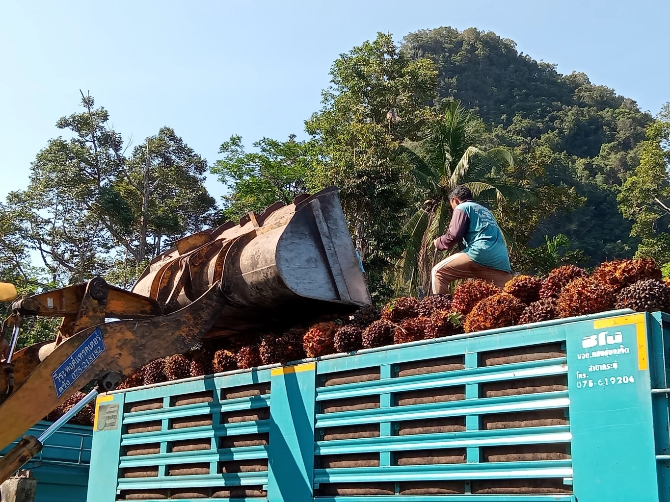 ครม. เคาะ 7,660 ล้านบ. ประกันรายได้เกษตรกรชาวสวนปาล์มน้ำมัน
