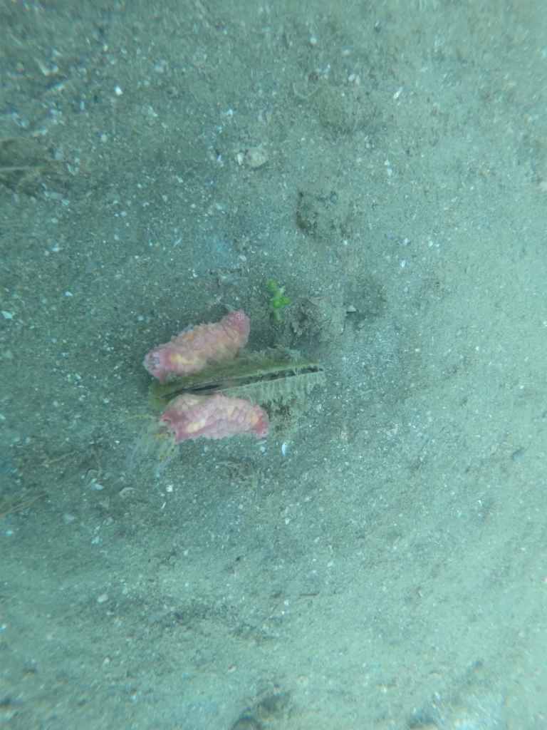 สำรวจสิ่งมีชีวิตใต้ทะเล ไม่พบคราบน้ำมัน-สภาพแวดล้อมใต้ทะเลปกติ