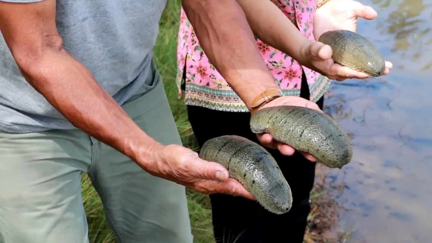 ปลิงทะเลตากแห้งราคาพุ่งกว่า 6 พันบาท/กก.