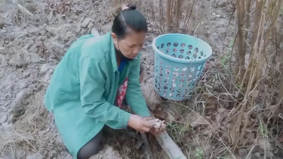 'เห็ดยูคาลิปตัส' ทำรายได้ 1,500 บาท/วัน