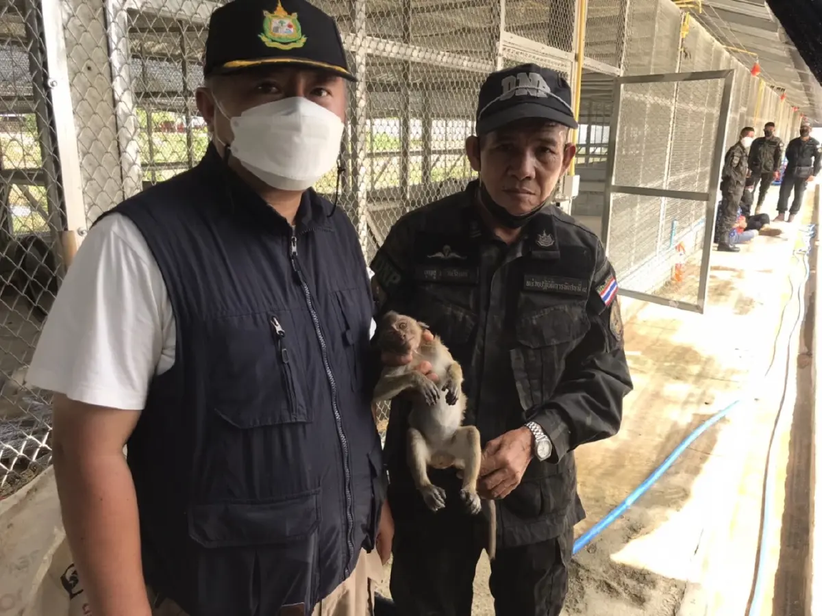 หน่วยพญาเสือ จับกุมขบวนการลักลอบล่าลิงส่งออกไปตปท.