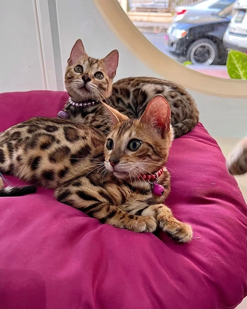 เร่งหาบ้านใหม่ให้น้องแมว 17 ชีวิต เผยเจ้าของป่วยหนัก-ระยะสุดท้าย