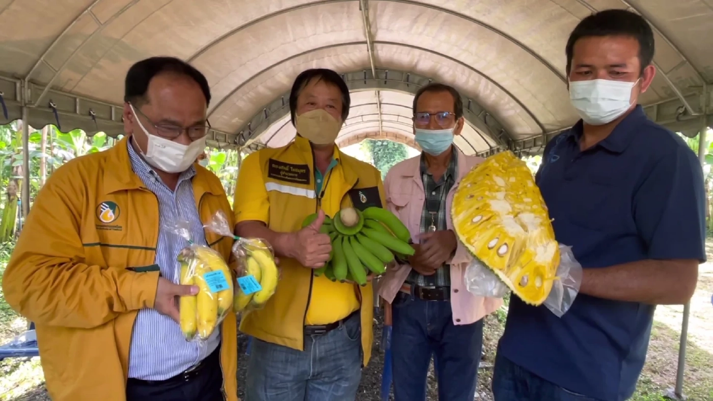กยท.หนุนเกษตรกรปลูกกล้วยหอมทอง