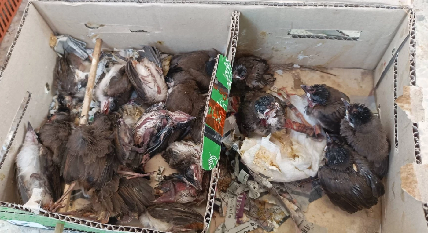 จับนกปรอดหัวจุก 300 ตัว ยัดในลังพบหลายตัวร้อนตาย