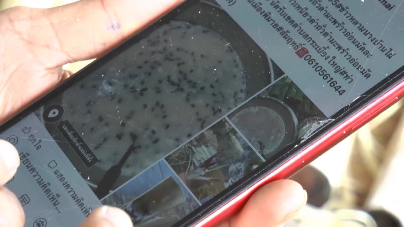 ข้าวหลามสูตรโบราณเผาด้วยเตาถ่าน ทำเงิน 1,000/วัน