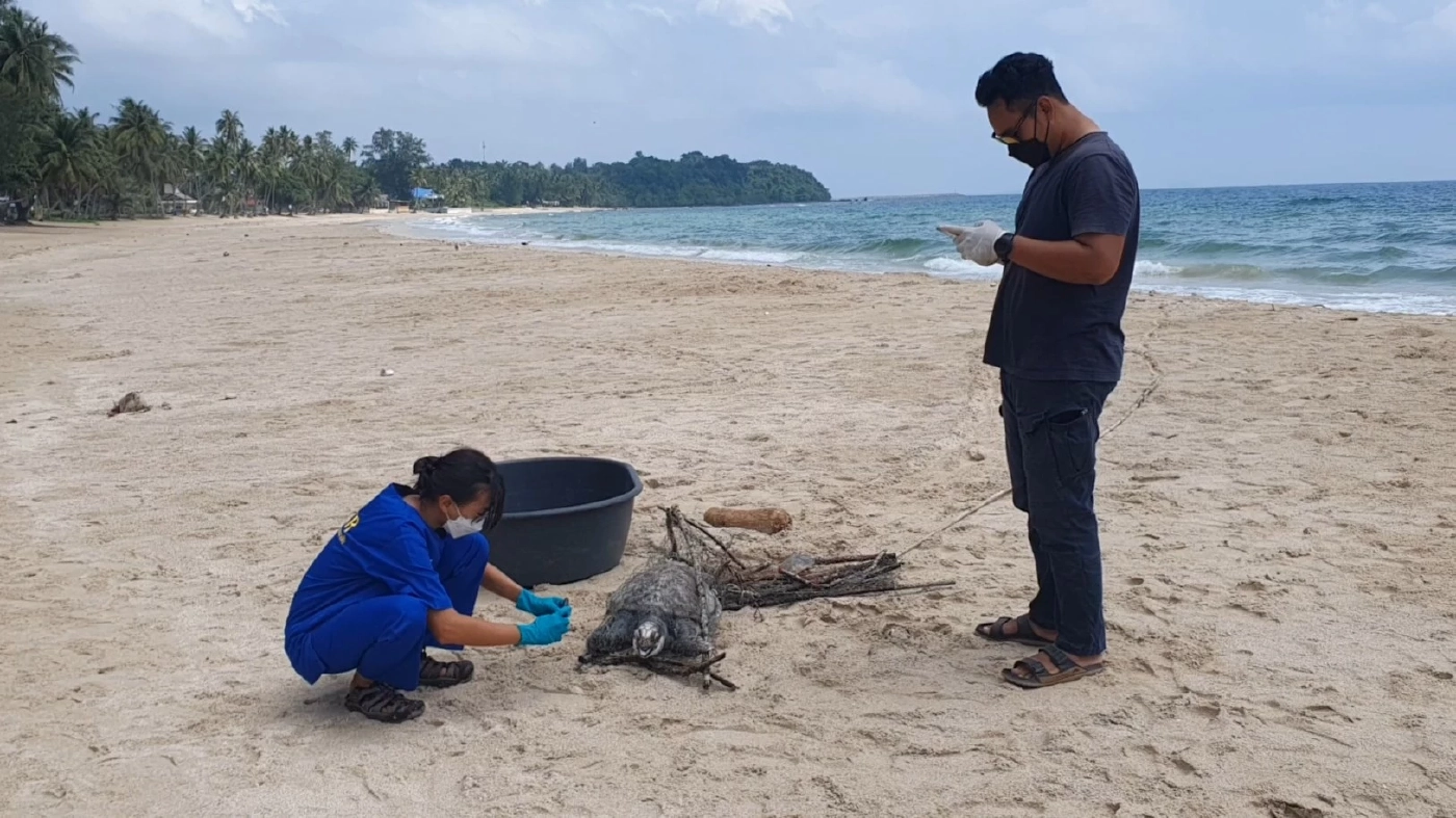 สลดพบซากเต่าตนุติดกับลอบหมึกชาวประมง ถูกคลื่นซัดเกยหาด