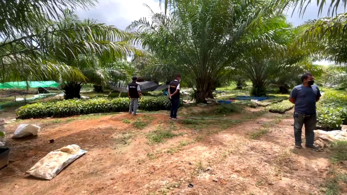 เสียบยอดพืชกระท่อม 3 สายพันธุ์ขายต้นละ 1 หมื่น