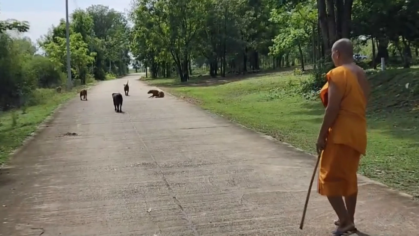 หลวงพี่ เจ้าของ "พิทบูล" เปิดใจ เตรียมลาสิกขา "สึกพระ" ไปดูแลแก๊ง เจ้าตูบ