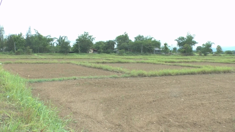 ชาวนางดปลูกข้าวนาปรังเหตุปุ๋ยแพงไม่คุ้มกับการลงทุน