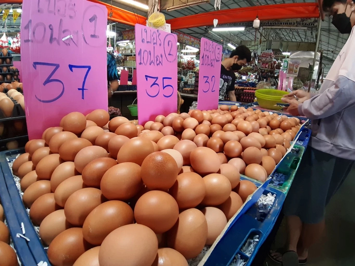 สถานการณ์ราคาไข่ไก่