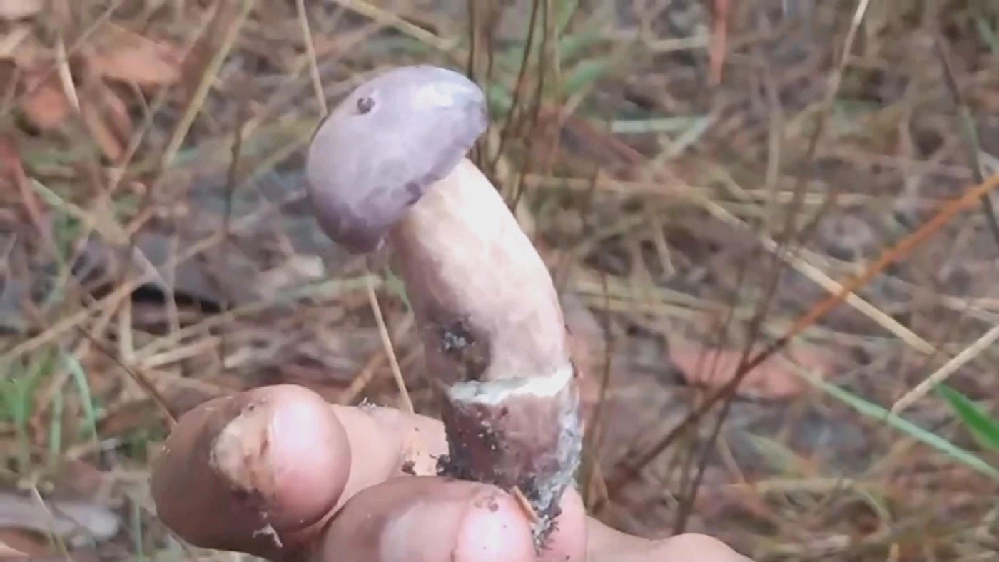 ชาวบ้านแห่เก็บ "เห็ดเหม็ด" รายได้พุ่งวันละ 1,000 บ.