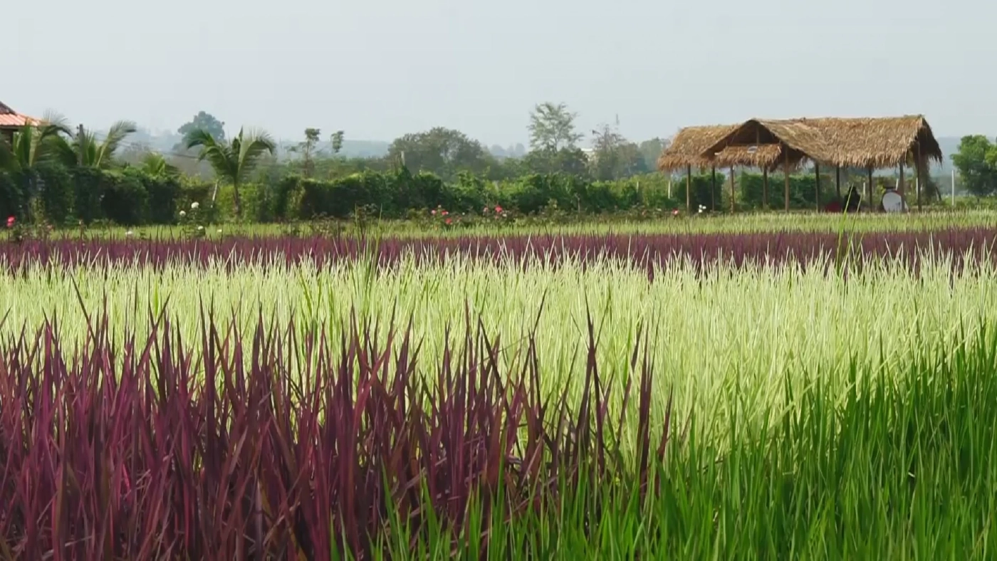 ปลูกข้าวหลากสีหวังใช้เป็นจุดเช็คอินแห่งใหม่