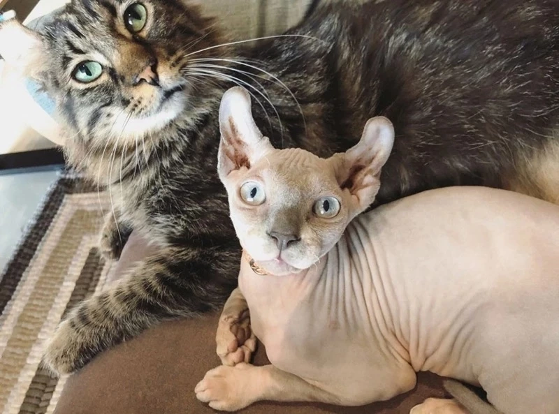 "ต๊ะ นารากร" โพสต์ กรณีแม่แตงโมลั่น ปมเรื่องแมว อาจมีอะไรมากกว่าที่เป็นข่าว