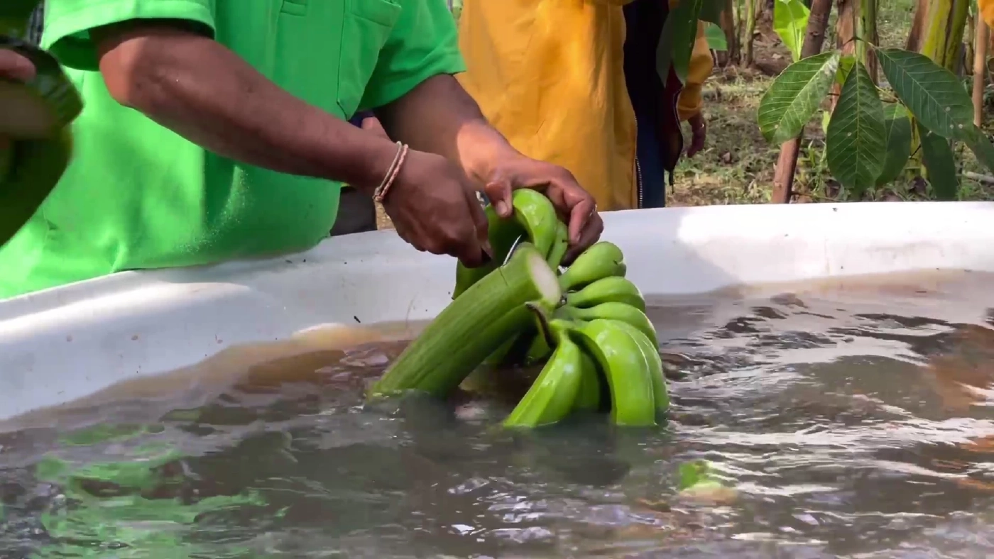 กล้วยหอมทอง