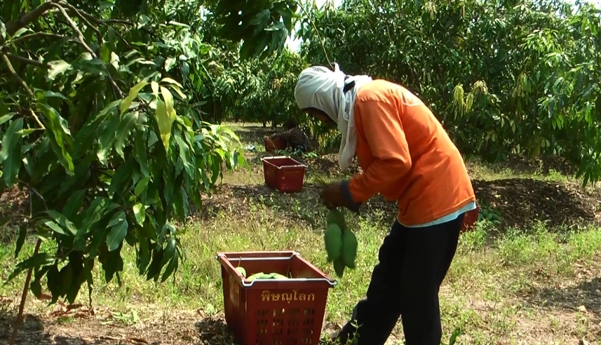 พาณิชย์เปิดจุดรับซื้อมะม่วงฟ้าลั่นอุ้มเกษตรกรกก.ละ 8 บาท