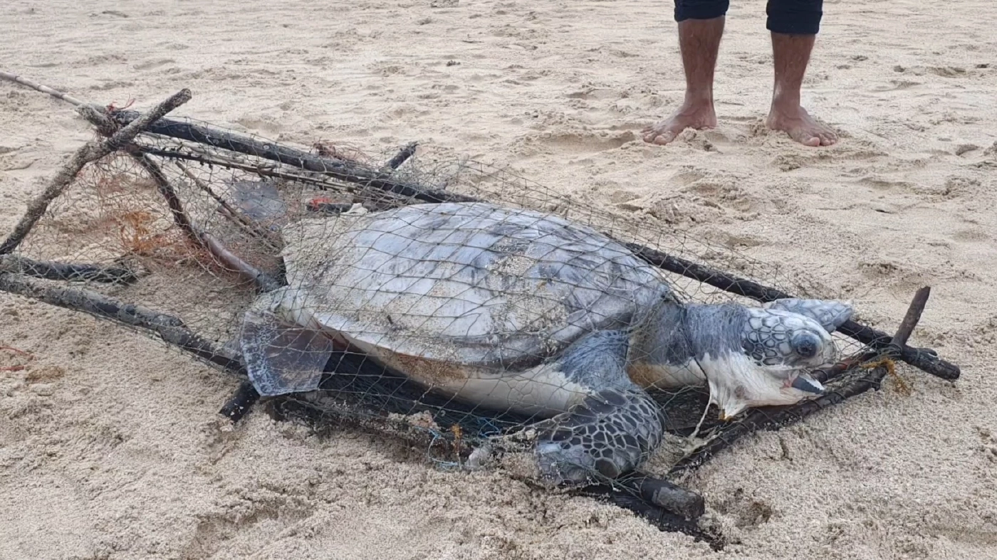 สลดพบซากเต่าตนุติดกับลอบหมึกชาวประมง ถูกคลื่นซัดเกยหาด