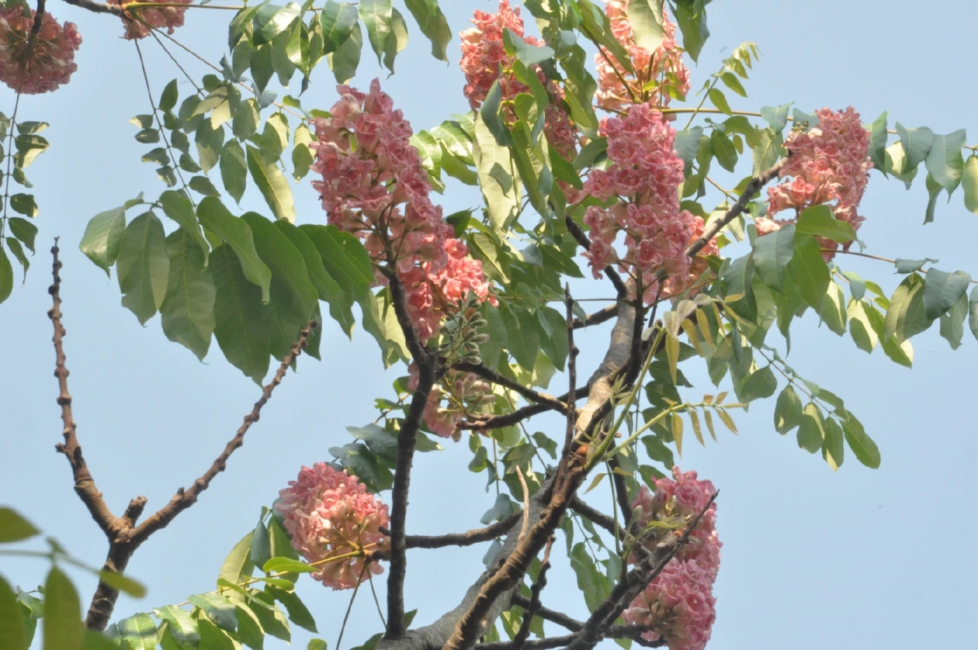 ชม"ดอกชมพูภูคา"บานสะพรั่งหนึ่งปีอวดโฉมครั้งเดียว
