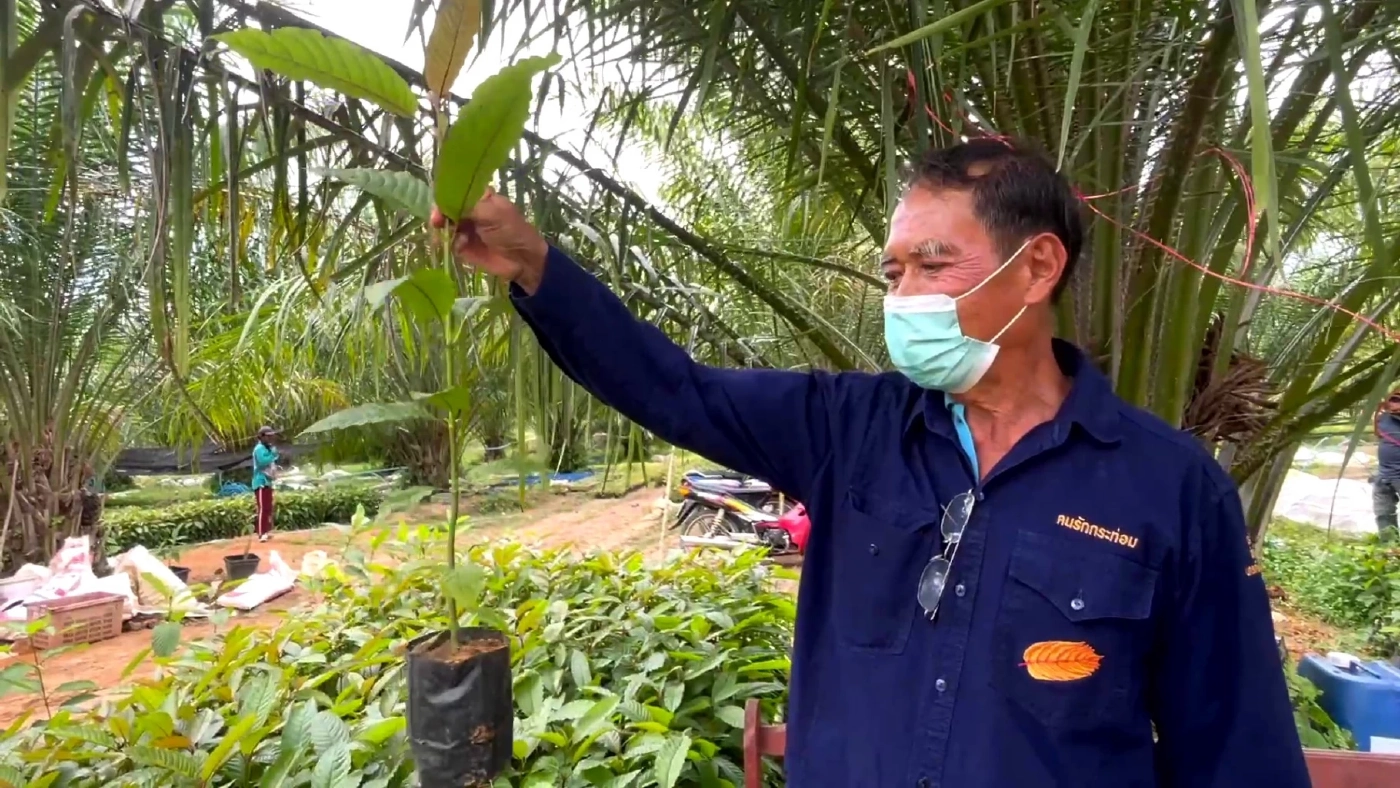 เสียบยอดพืชกระท่อม 3 สายพันธุ์ขายต้นละ 1 หมื่น