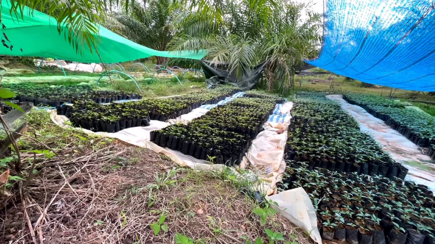 เสียบยอดพืชกระท่อม 3 สายพันธุ์ขายต้นละ 1 หมื่น